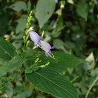 Strobilanthes cordifolia (Vahl) J.R.I.Wood